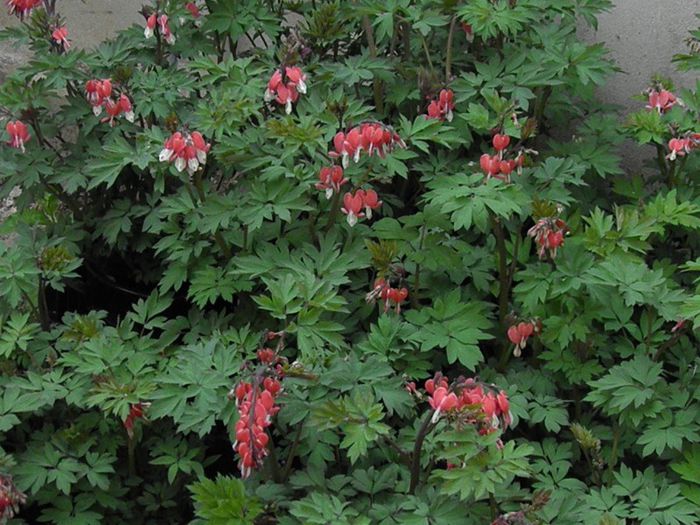 Dicentra spectabili - Valentine - DICENTRA