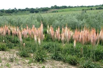 Eremurus - PLANTE PERENE DIN GRADINA 2013