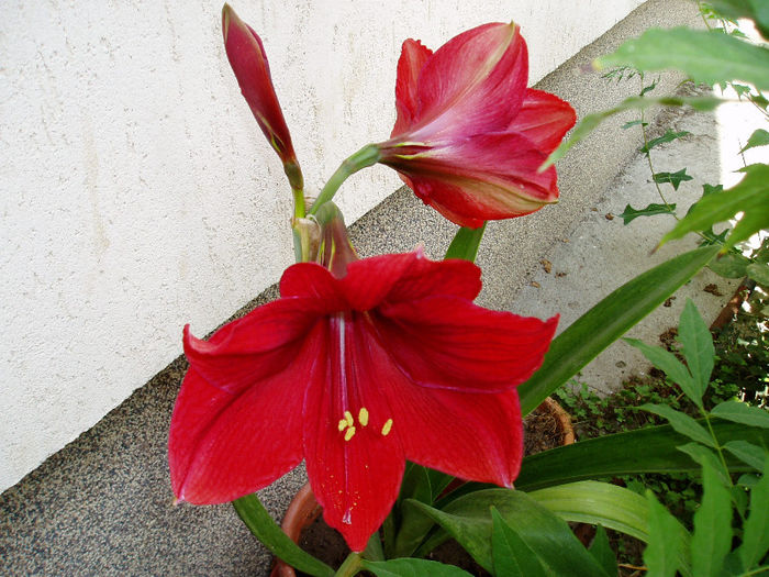 P1010460 - FLORI 2013