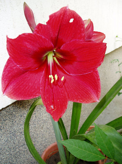 P1010461 - FLORI 2013