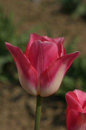 Garden Party