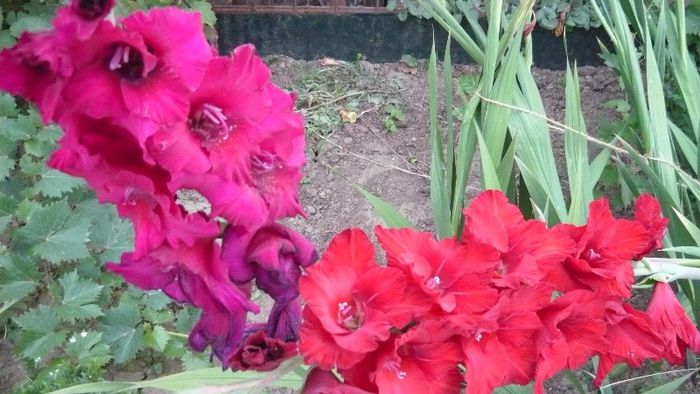 Picture 445 - Flori de vara