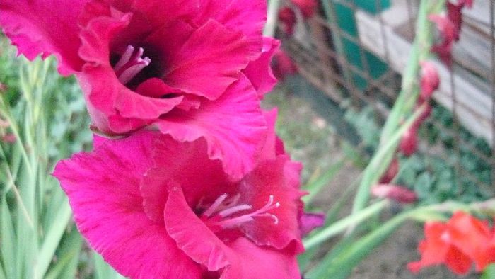 Picture 447 - Flori de vara