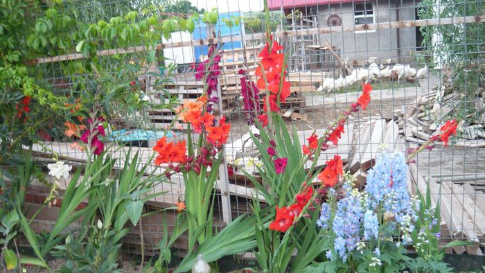 Picture 454 - Flori de vara