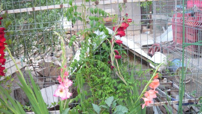 Picture 456 - Flori de vara