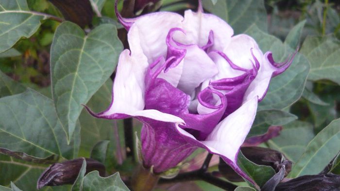 Picture 457 - Flori de vara