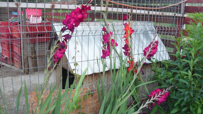 Picture 458 - Flori de vara