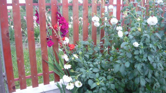 Picture 459 - Flori de vara