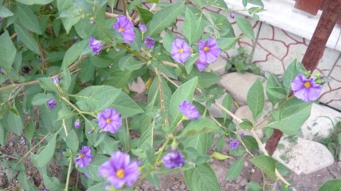 Picture 473 - Flori de vara