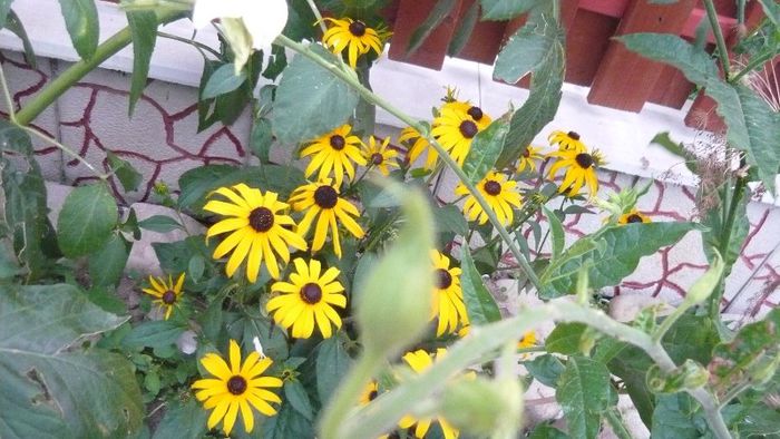 rudbechia - Flori de vara