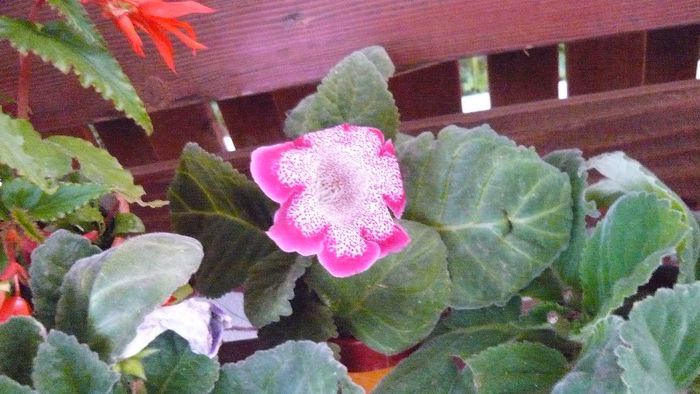 gloxinia - Flori de vara