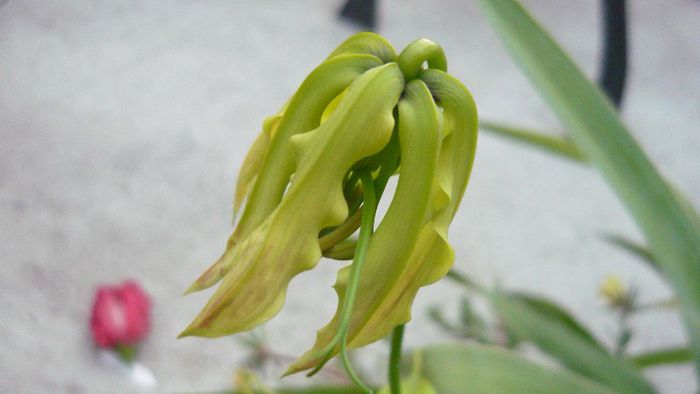 gloriosa porneste - Flori de vara