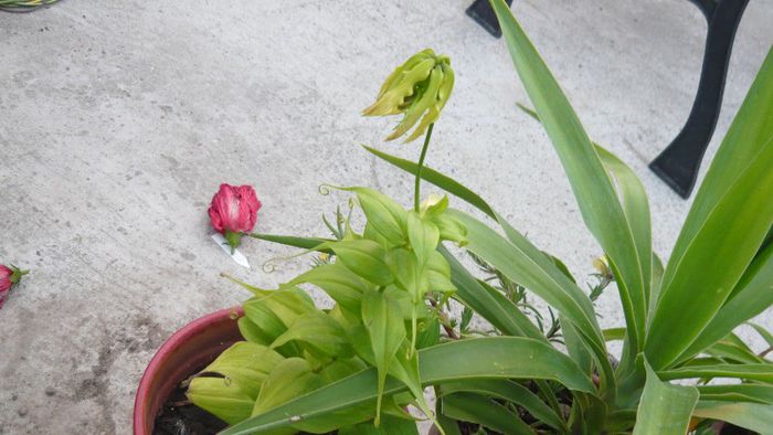 Picture 488 - Flori de vara