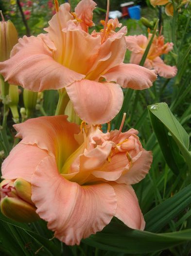 Anne Thomas - HEMEROCALLIS