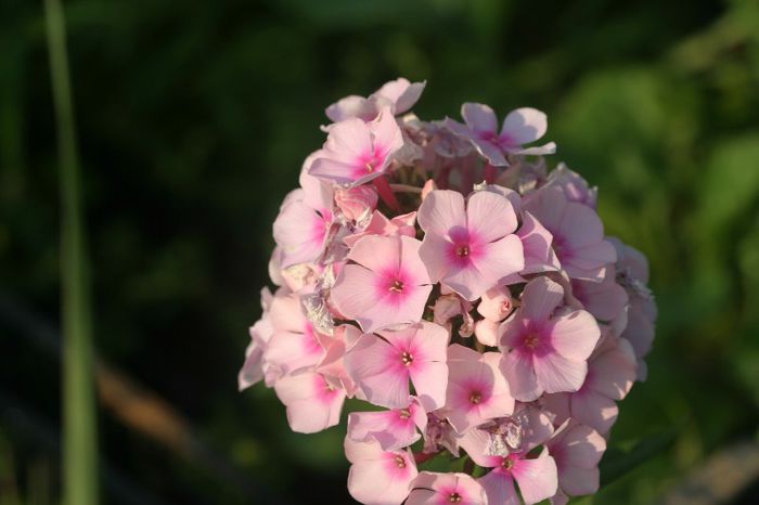 Phlox Bright Eyes