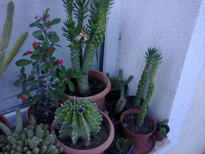 TOTI TEPOSII MEI DRAGI LA UN LOC - CACTUSII MEI