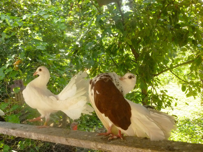 P1030059 - porumbei voltati