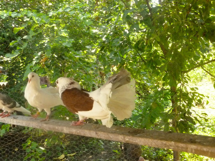 P1030060 - porumbei voltati