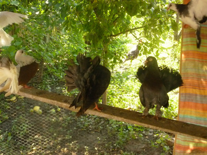 P1030062 - porumbei voltati