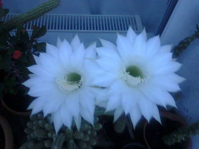 flori albe la echinocactus-a 2a inflorire pe anul asta si mai are inca 5 mugurasi - CACTUSII MEI