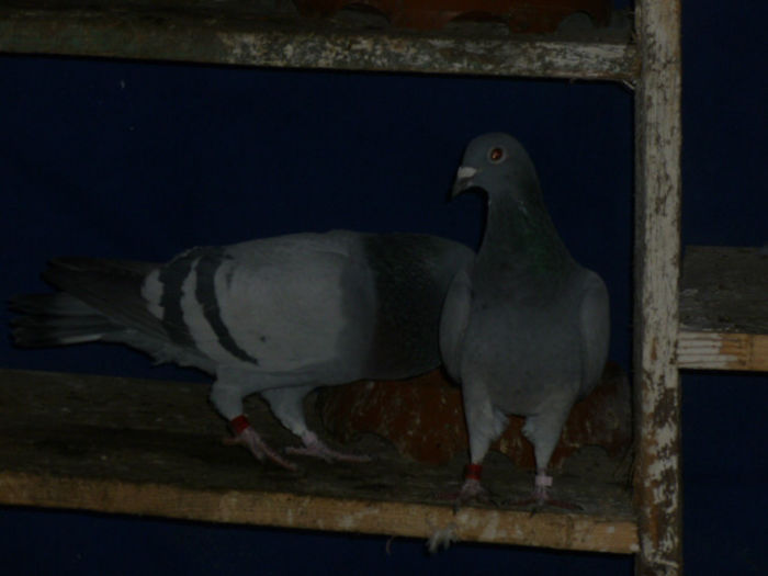 P1020389 - poze 2013
