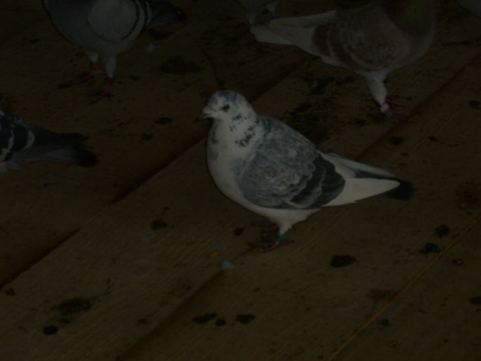 P1020391 - poze 2013