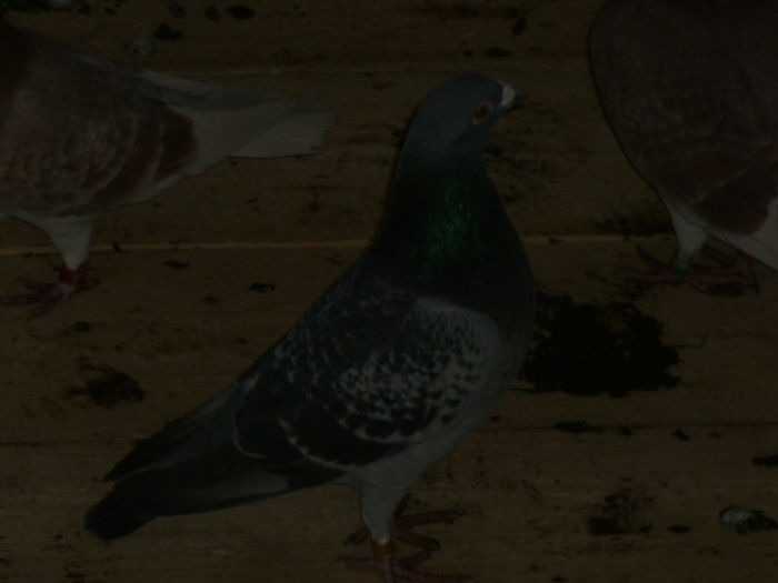 P1020395 - poze 2013