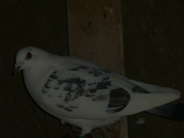 P1020397 - poze 2013