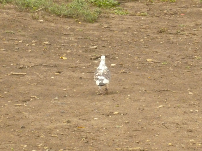 P1030078