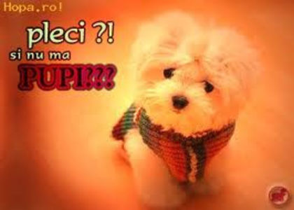 328 - 1_own pozaaa_1