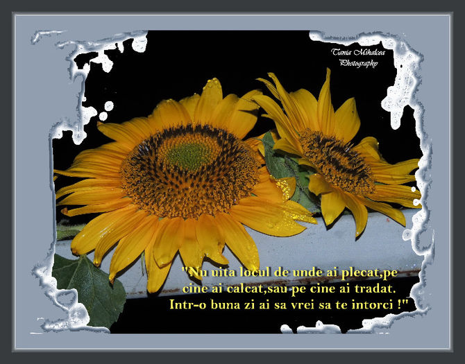 DSCN4213 - FLOAREA SOARELUI