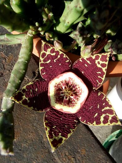 floare stapelia variegata - Cactusi si suculente