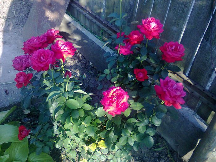 Fotografie0990 - trandafiri
