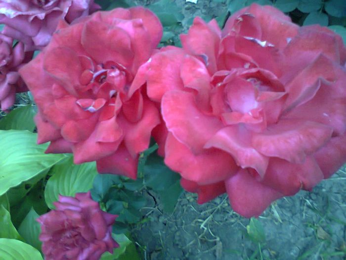 Fotografie1041 - trandafiri