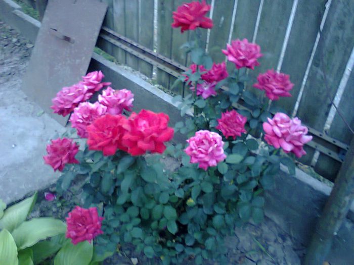 Fotografie1040 - trandafiri