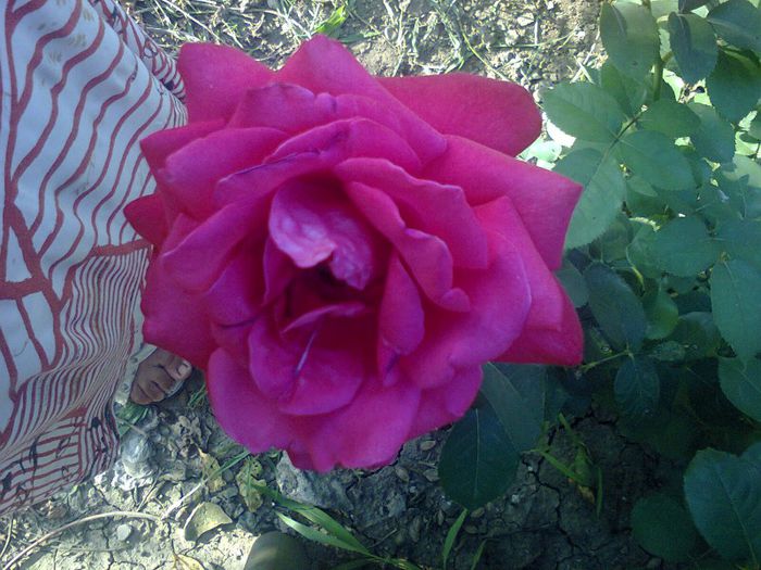 Fotografie0992 - trandafiri