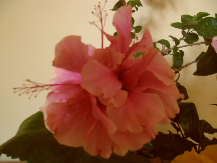 Asia ( Zaragoza?) - Hibiscus 2013-2