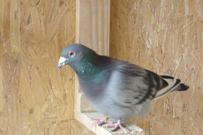 van dick ing romulus matei