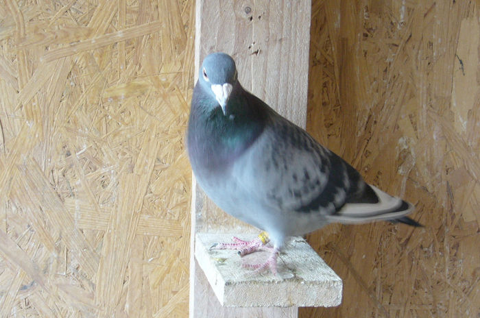 van dick ing romulus matei