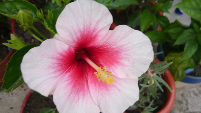 Picture 425 - x 2013 hibiscus rosa sinesis 2