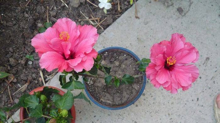 Picture 490 - x 2013 hibiscus rosa sinesis 2