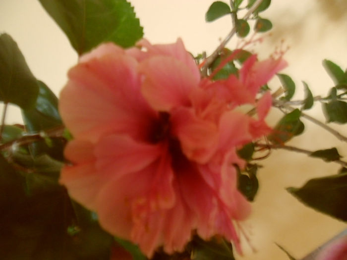 Asia - Hibiscus 2013-2