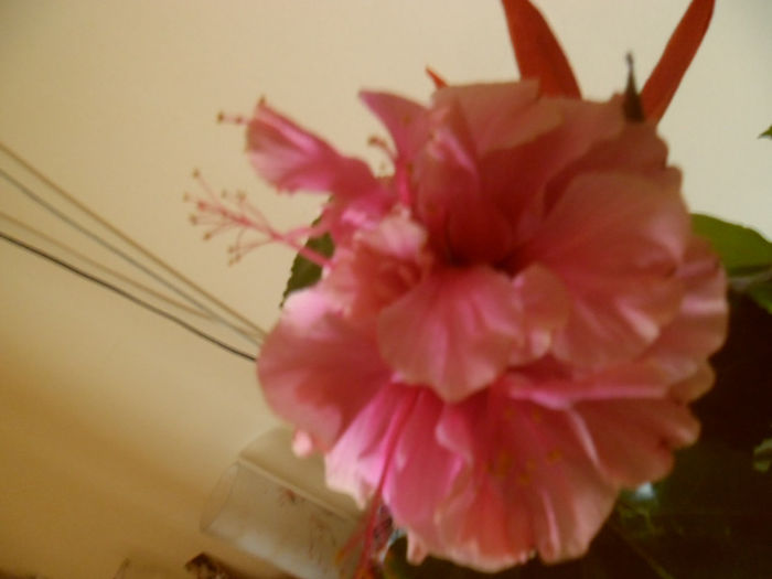Asia - Hibiscus 2013-2