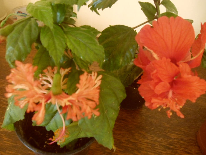 Schizopetalus + El Capitolio - Hibiscus 2013-2