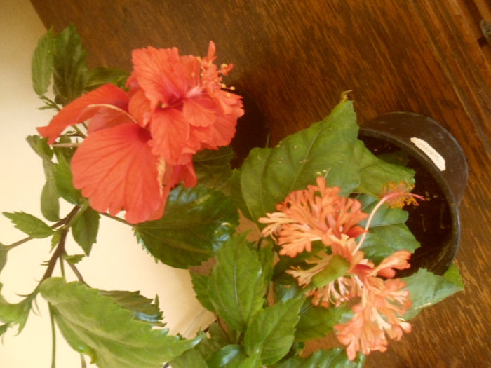 El Capitolio + Schizopetalus - Hibiscus 2013-2