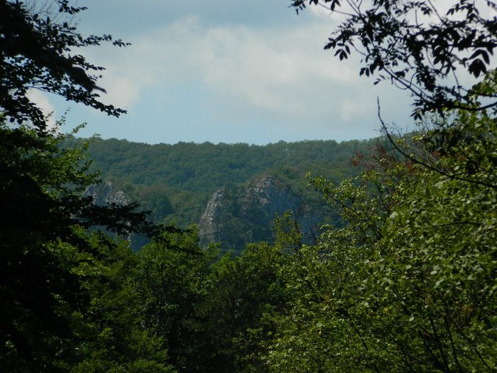 DSCN6980