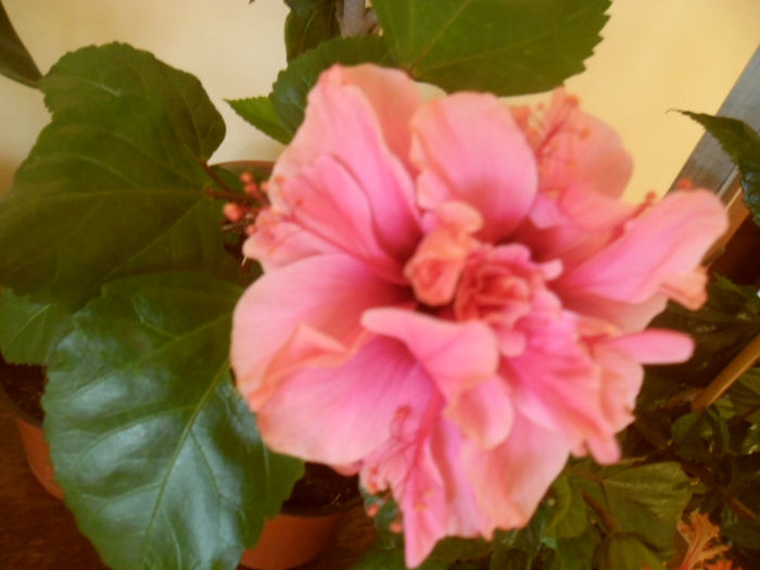 Asia - Hibiscus 2013-2