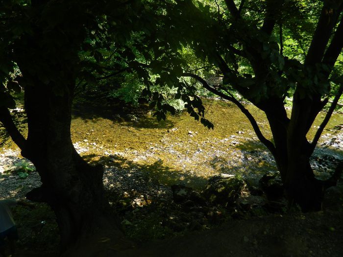 DSCN7006