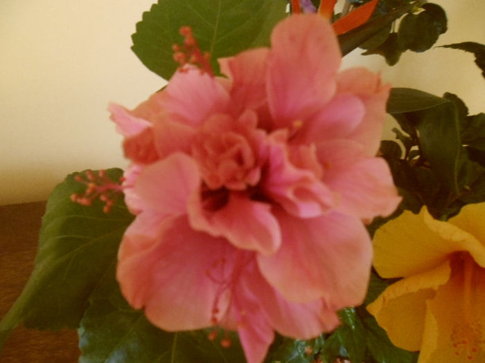 Asia - Hibiscus 2013-2