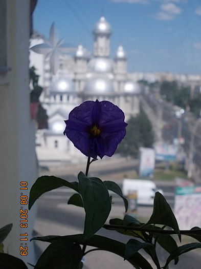 solanum rantonetti-o splendoare! - august 2013-flori